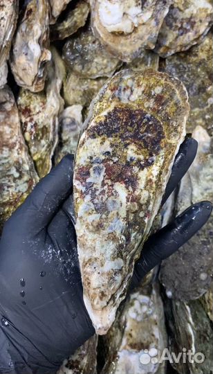 Устрицы живые