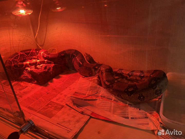 Самка обыкновенного удава