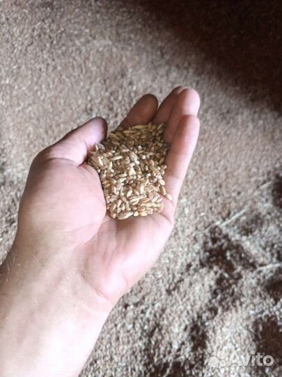 Зерно сухое