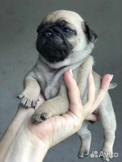 Щенки мопса