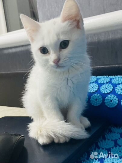 Котенок в добрые руки