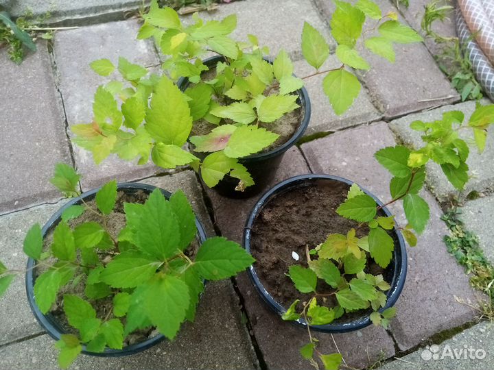 Спирея японская.Дицентра.Бадан.Астильба