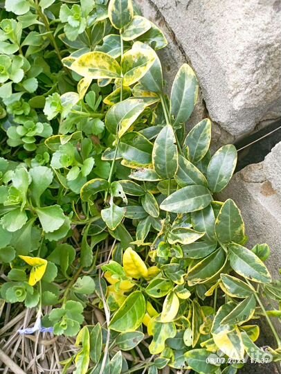 Растения для сада