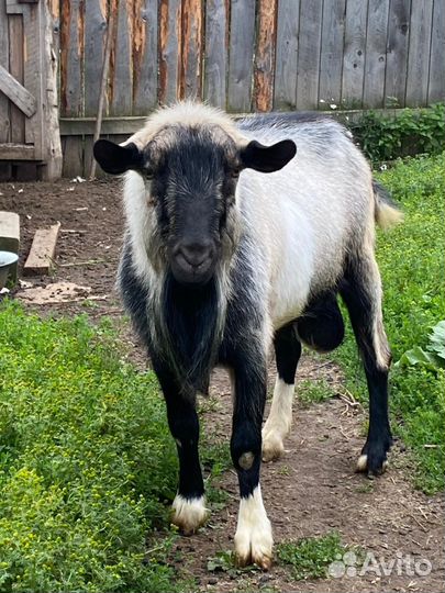 Козел на племя, альпийский