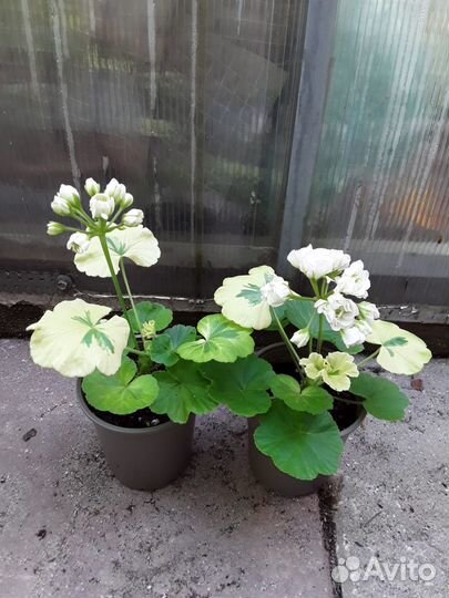 Пеларгония