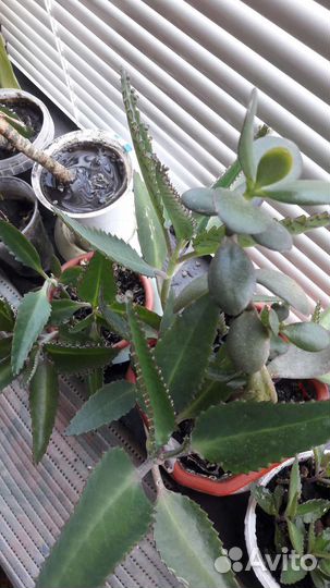 Каланхоэ-листы и отростки