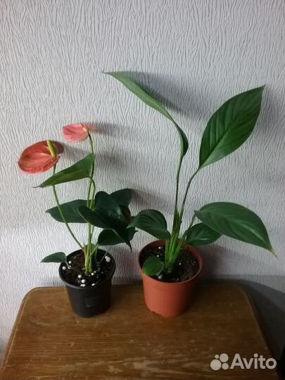 Набор комнатных цветов