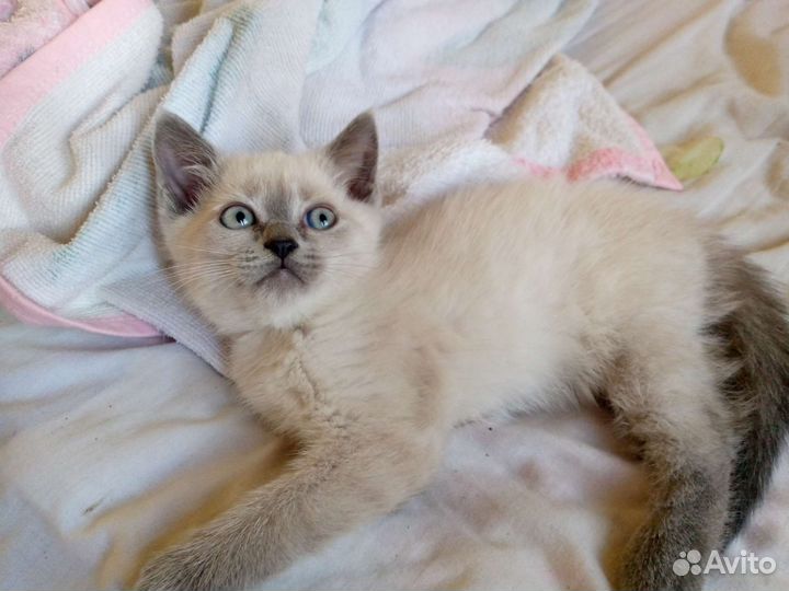 Котята