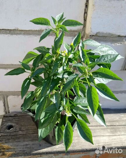 Перец комнатный Медуза