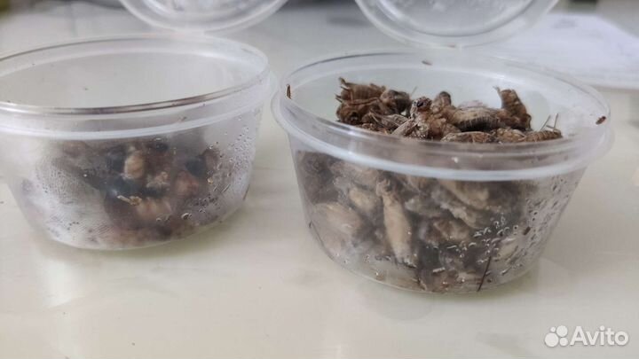 Кормовые насекомые заморозка