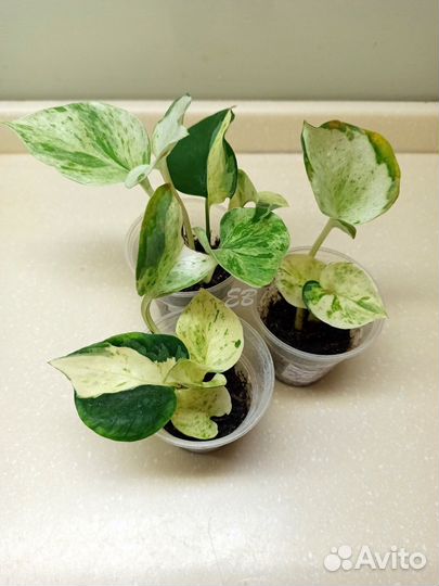 Эпипремнум Марбл эппл (Marble apple) (Хэппи лиф)