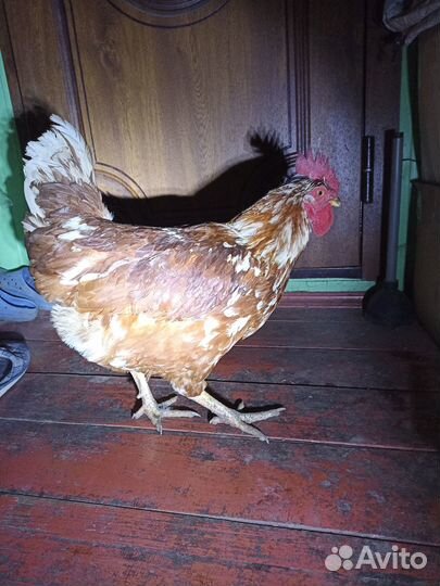 Петух ломан браун