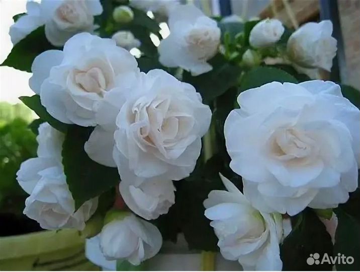 Бальзамин сортовой махровый