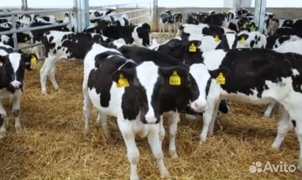 Телята бычки скороспелые
