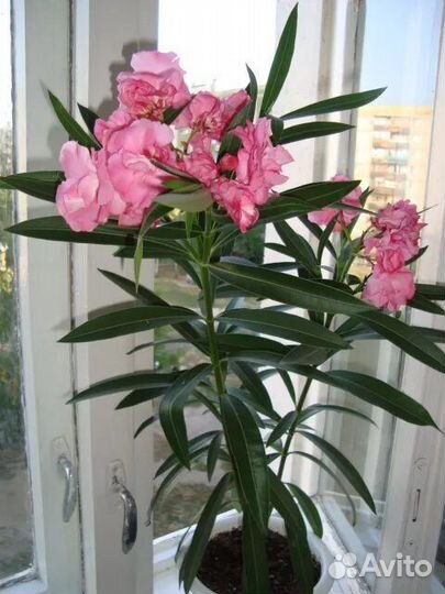 Олеандр махровый