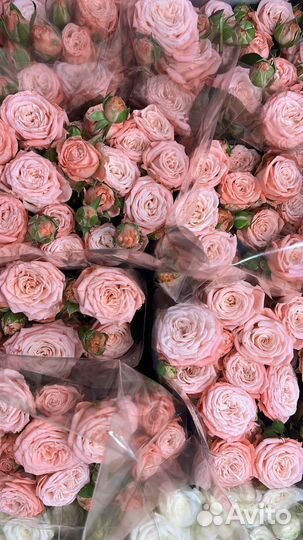 Кустовые розы