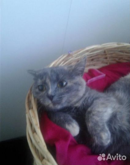 Шерсть у Молли, как бархат - ласковая 