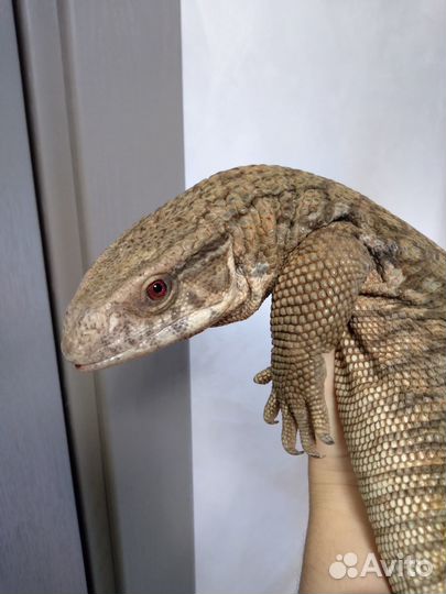 Капская ящерица