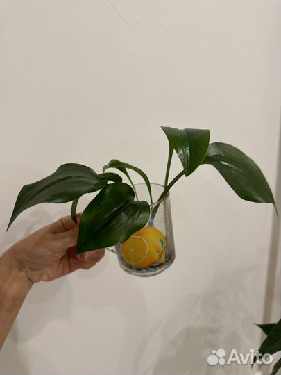 Эухарис луковицы