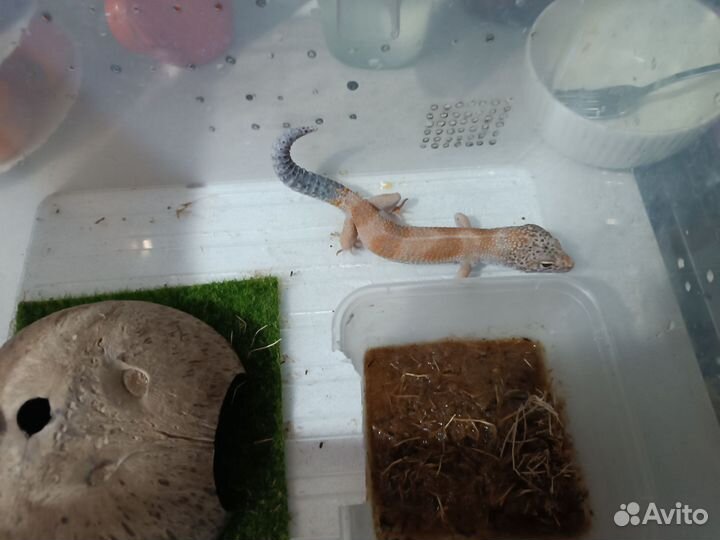 Продам эублефаров и бананоедов взрослых