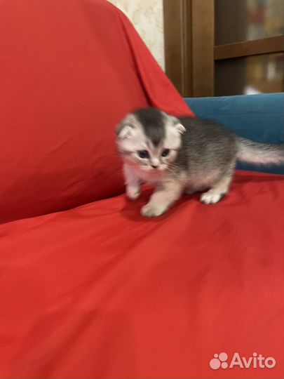 Шотландская серебристая шиншилла