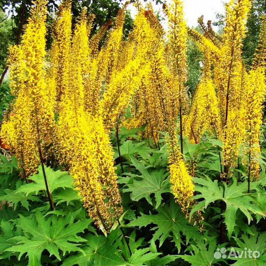 Гелиопсис, бузульник Пржевальского