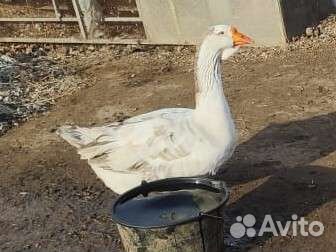 Гусь+гусыня