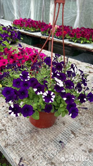 Петуния ампельная