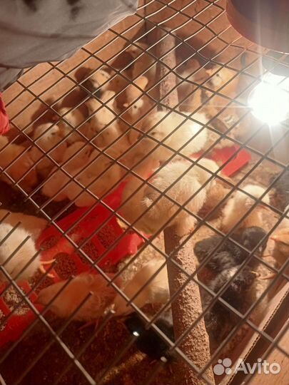 Цыплята несушки леггорн белый принимаю на заказ