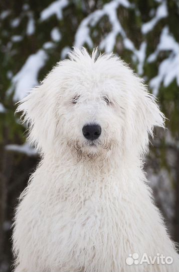 Собака для фотосессии (комондор)