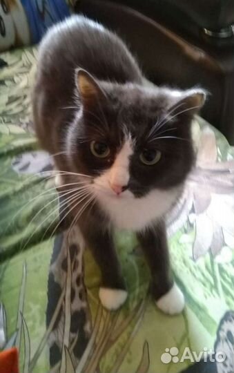 Кошка в дар