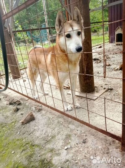 Западно сибирская лайка