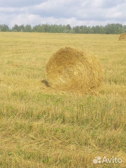 Солома большие рулоны