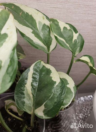 Папоротник фикус сциндапсус хойя цветы