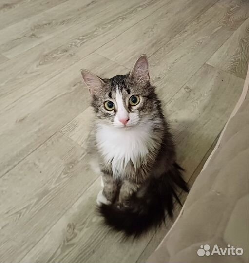 Кошка