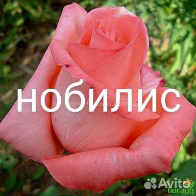 Розы и садовые цветы