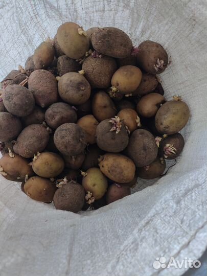 Картошка на корм скоту