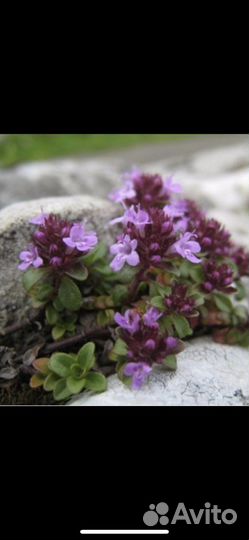 Тимьян цитрусовый