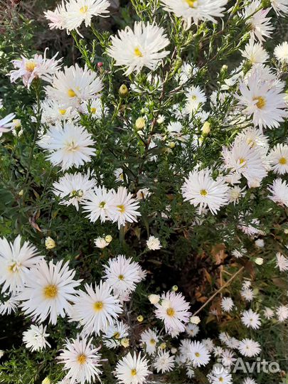 Продаю рассаду, осенние астры