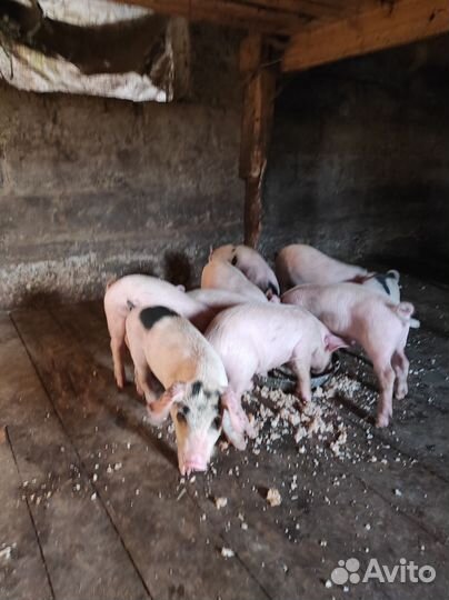 Поросята