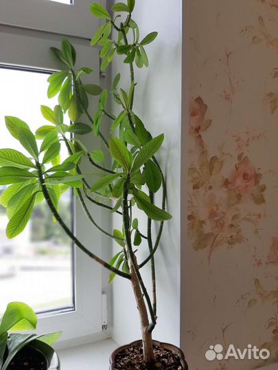 Синадениум Гранта