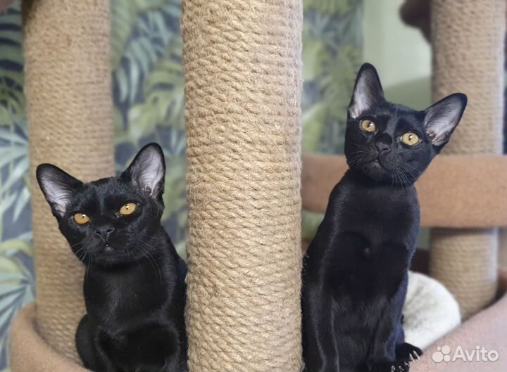 Фантастика в мире кошек - бомбей