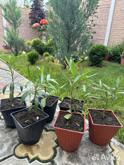 Олеандр розовый