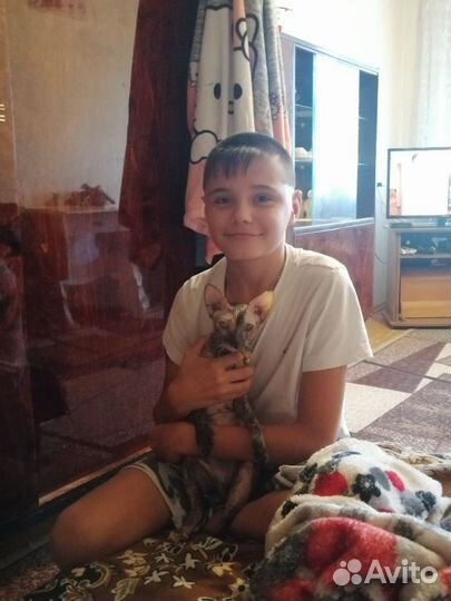 Канадский сфинкс