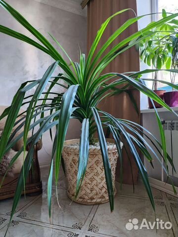 Большой цветок панданус