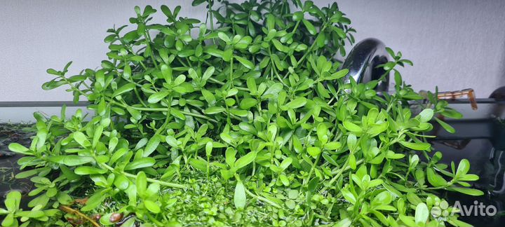 Аквариумные растения