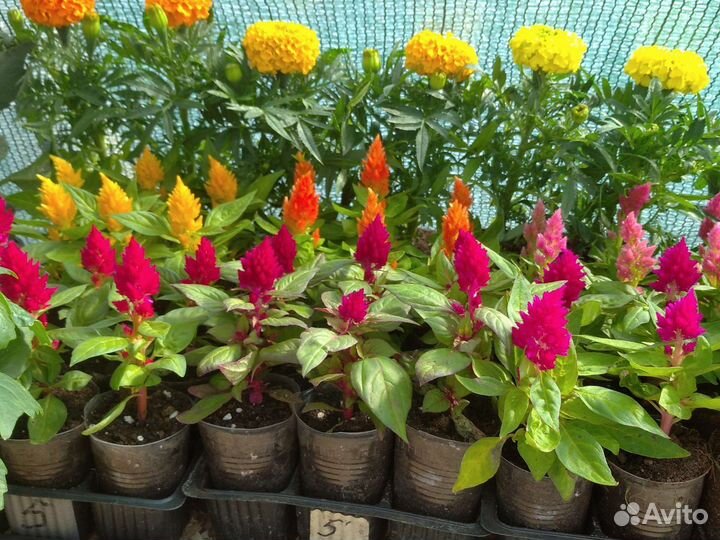 Цветы рассада.однолетние и многолетние растения