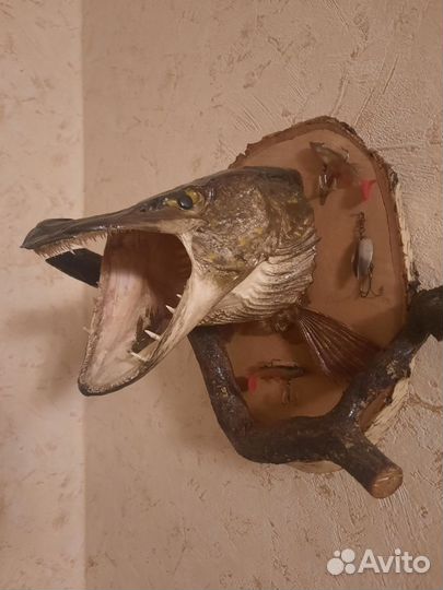 Чучело рыбы