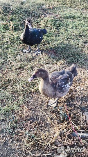 Мускусные утки