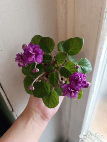 Сортовые фиалки